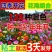 128款混装花组合装四季幼儿园种植盆栽花卉植物阳台庭院野