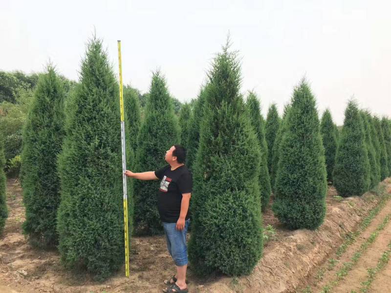 塔柏基地供应塔柏规格全面塔柏量大