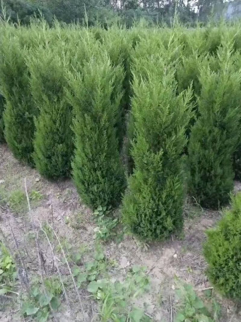 塔柏基地供应塔柏规格全面塔柏量大