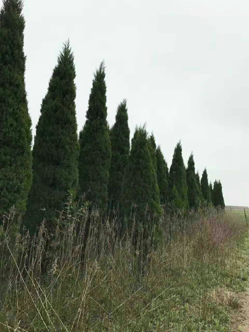 塔柏基地供应塔柏规格全面塔柏量大