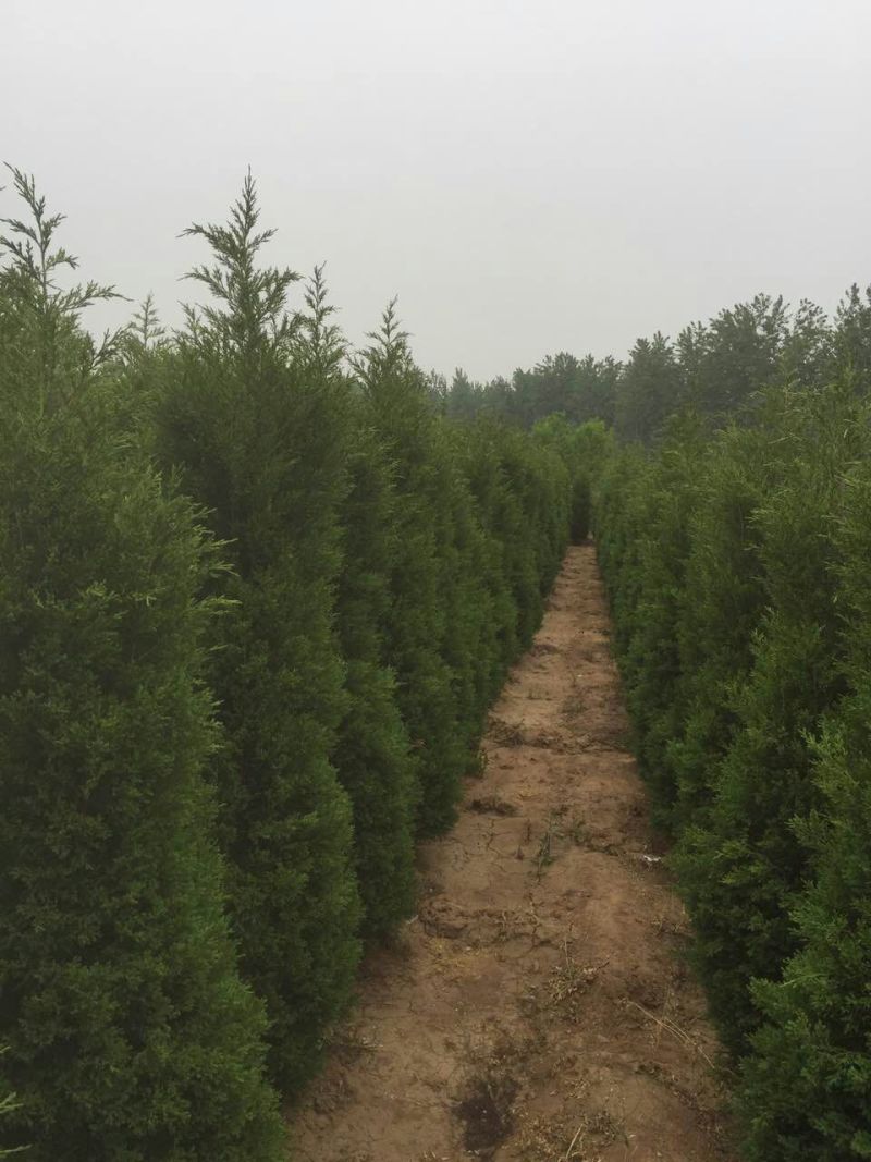 塔柏基地供应塔柏规格全面塔柏量大