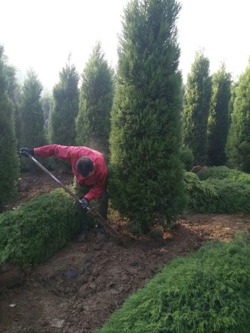 塔柏基地供应塔柏规格全面塔柏量大