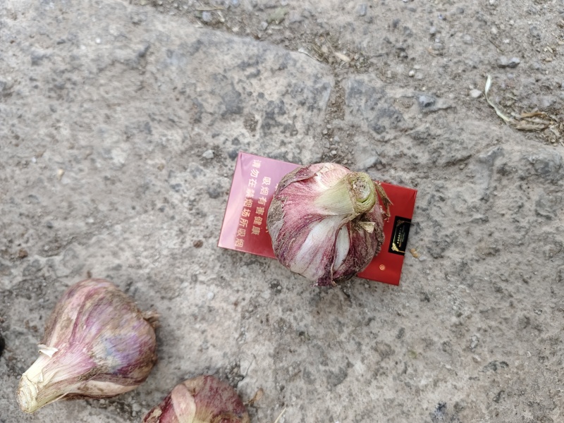 云南大理新鲜红蒜