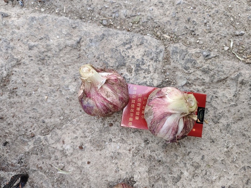 云南大理新鲜红蒜
