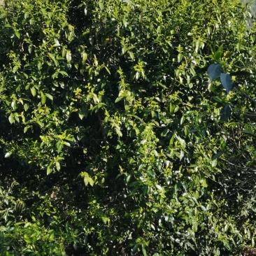 大树茶