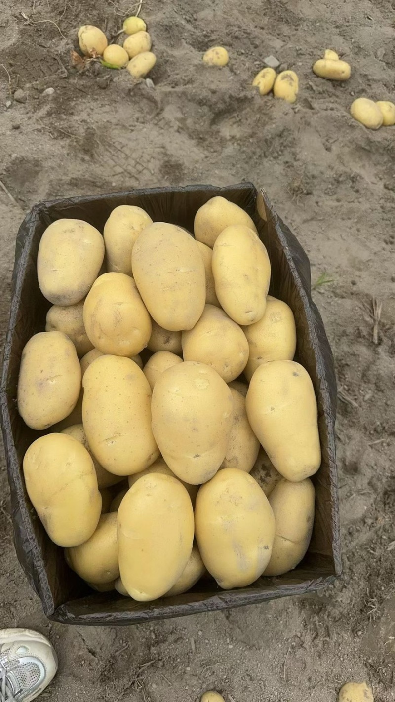 云南盈江黄皮黄心希森大量有货。保质保量包售后。