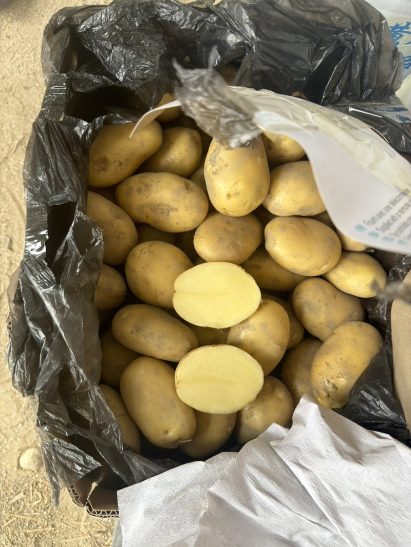 云南盈江黄皮黄心希森大量有货。保质保量包售后。