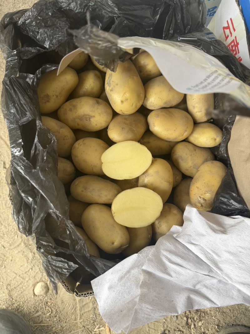 云南盈江黄皮黄心希森大量有货。保质保量包售后。