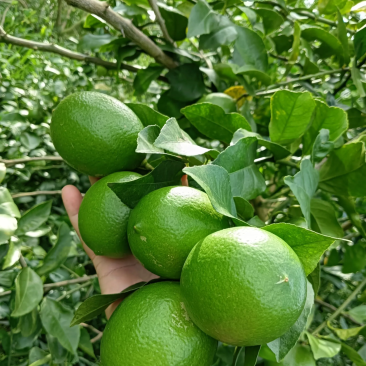 北京青柠檬批发