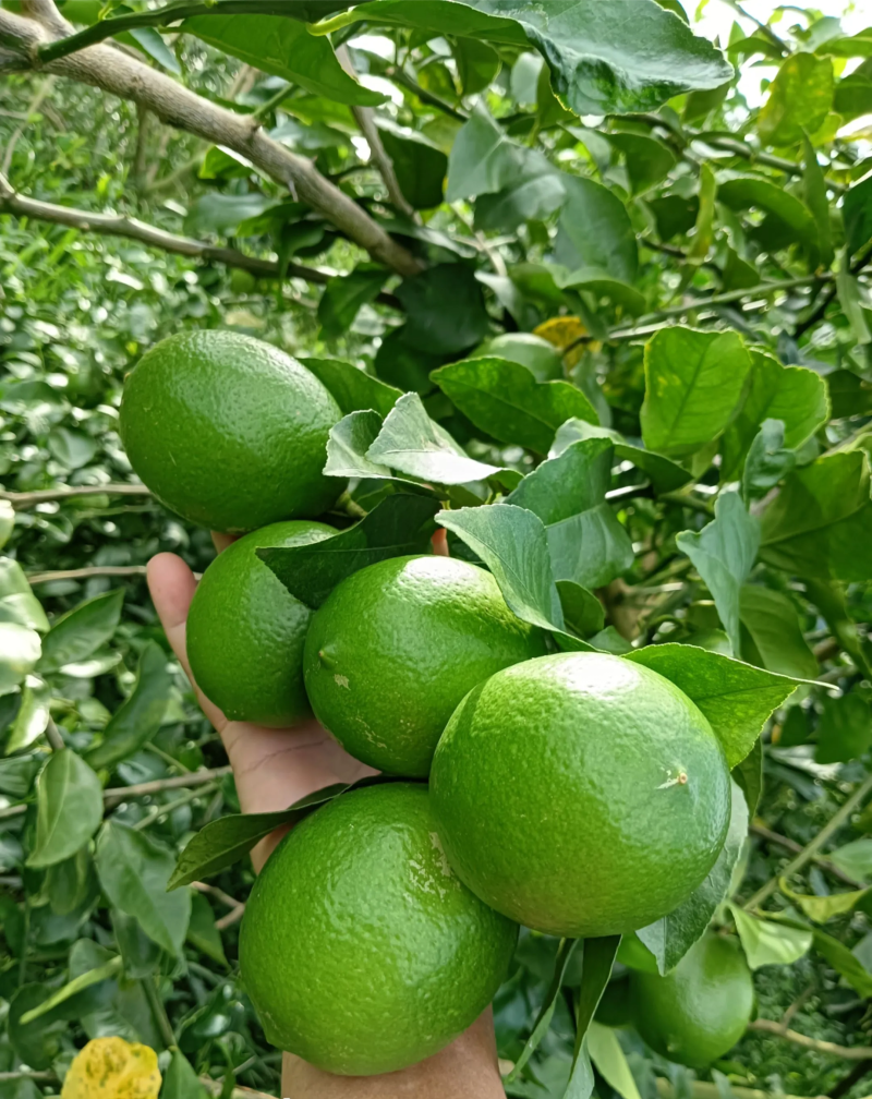 北京青柠檬批发
