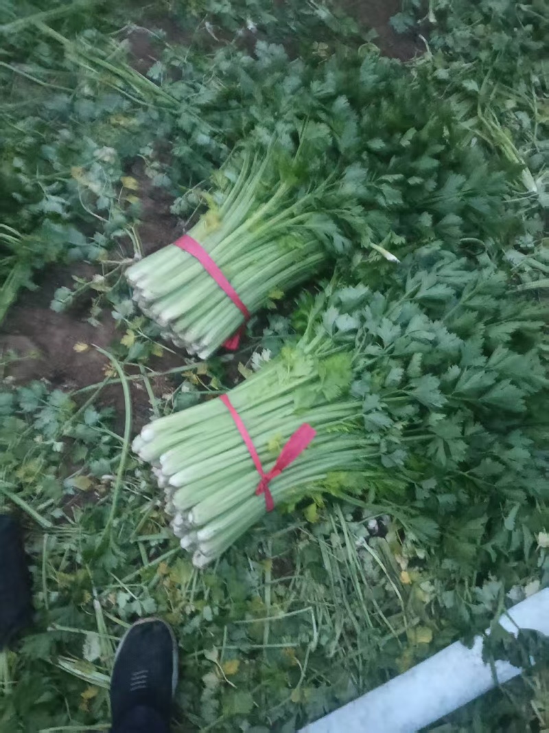 西芹