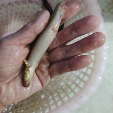 农村户外捞的野生圆秋，肉质嫩滑，