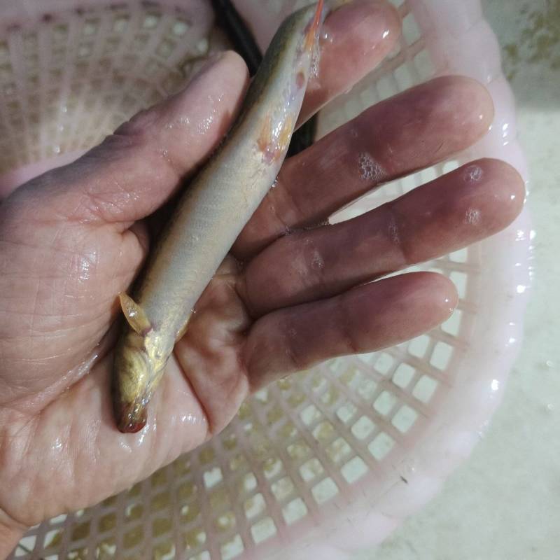 农村户外捞的野生圆秋，肉质嫩滑，