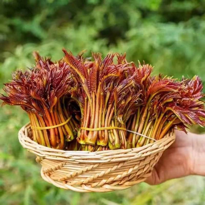 【一件代发】新鲜红油香椿芽头茬嫩芽现摘现发春季蔬菜特产