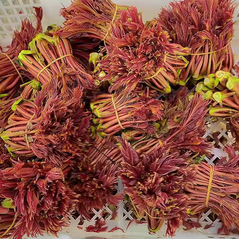 【一件代发】新鲜红油香椿芽头茬嫩芽现摘现发春季蔬菜特产