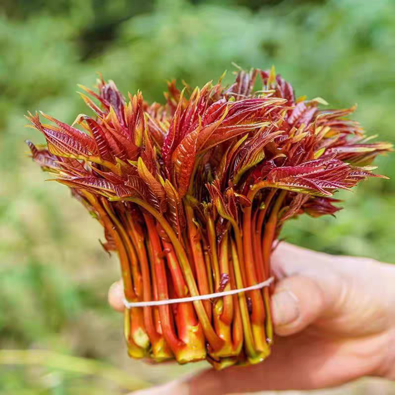 【一件代发】新鲜红油香椿芽头茬嫩芽现摘现发春季蔬菜特产