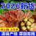 【一件代发】新鲜红油香椿芽头茬嫩芽现摘现发春季蔬菜特产