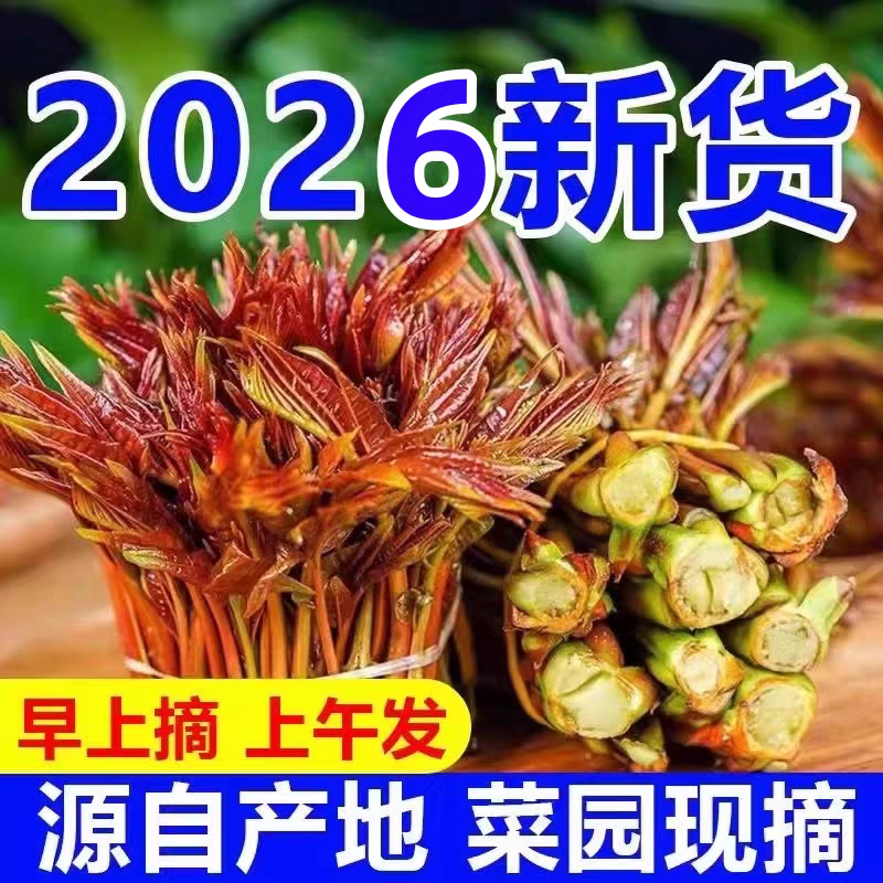 【一件代发】新鲜红油香椿芽头茬嫩芽现摘现发春季蔬菜特产
