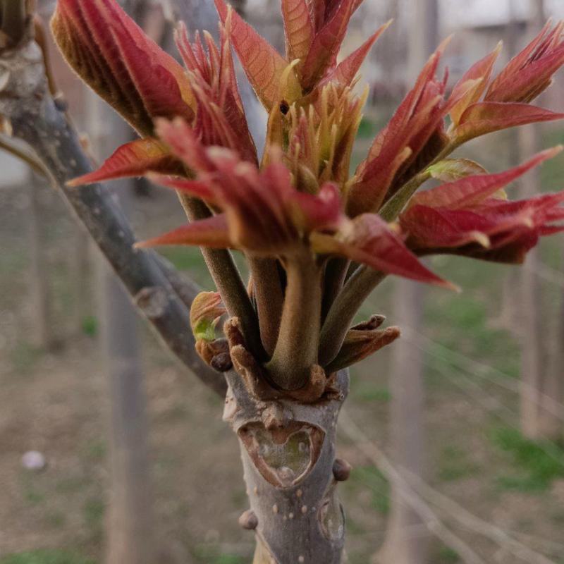 香椿芽