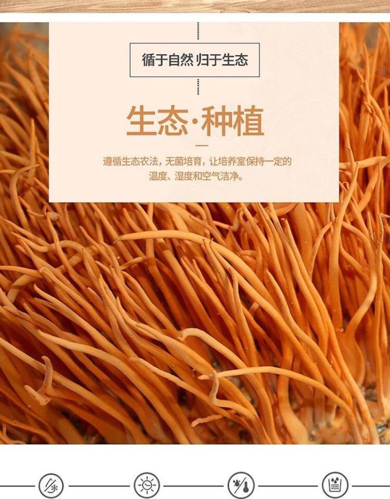 虫草花干货新鲜金蛹北虫草菇批发煲汤食材