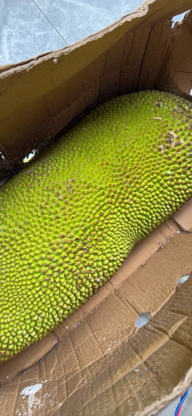 现摘海南菠萝蜜一整个当季新鲜水果干苞波罗蜜整箱包邮！