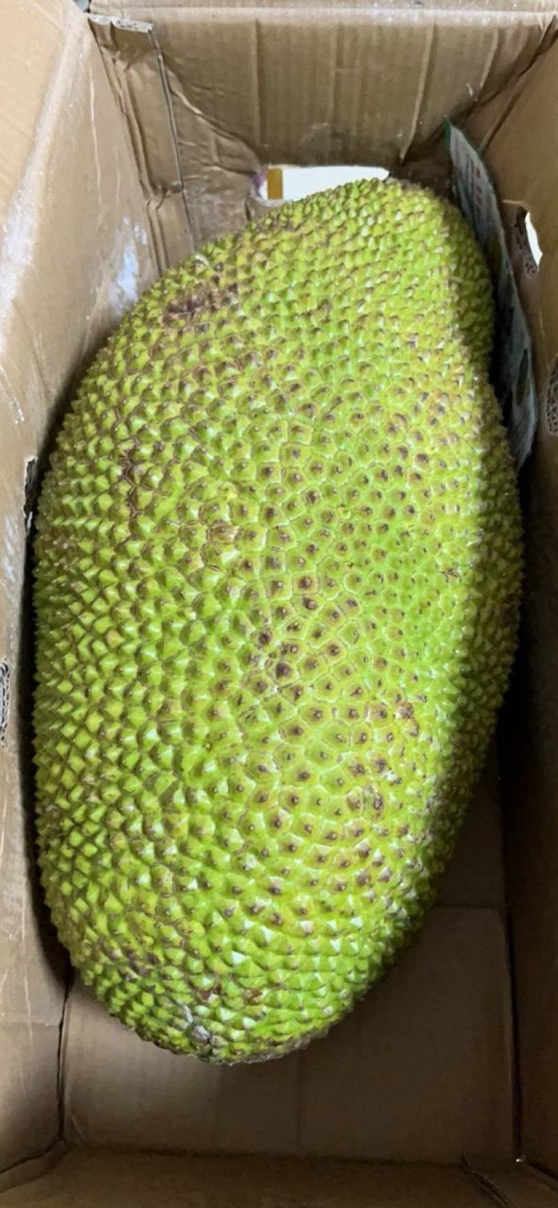 现摘海南菠萝蜜一整个当季新鲜水果干苞波罗蜜整箱包邮！
