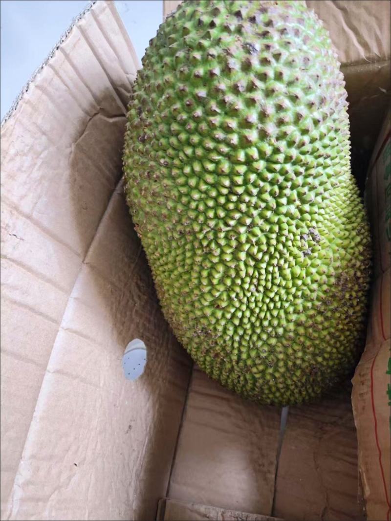 现摘海南菠萝蜜一整个当季新鲜水果干苞波罗蜜整箱包邮！