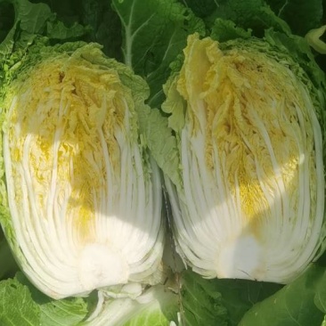 华州区春白菜，翠绿白净，口感好单重四斤左右