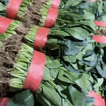 本地菠菜货源充足，需要的老板联系