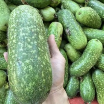 广西节瓜，小东瓜