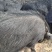 松山区藏香猪，林间散养，低脂高蛋白优选，市场商超优选