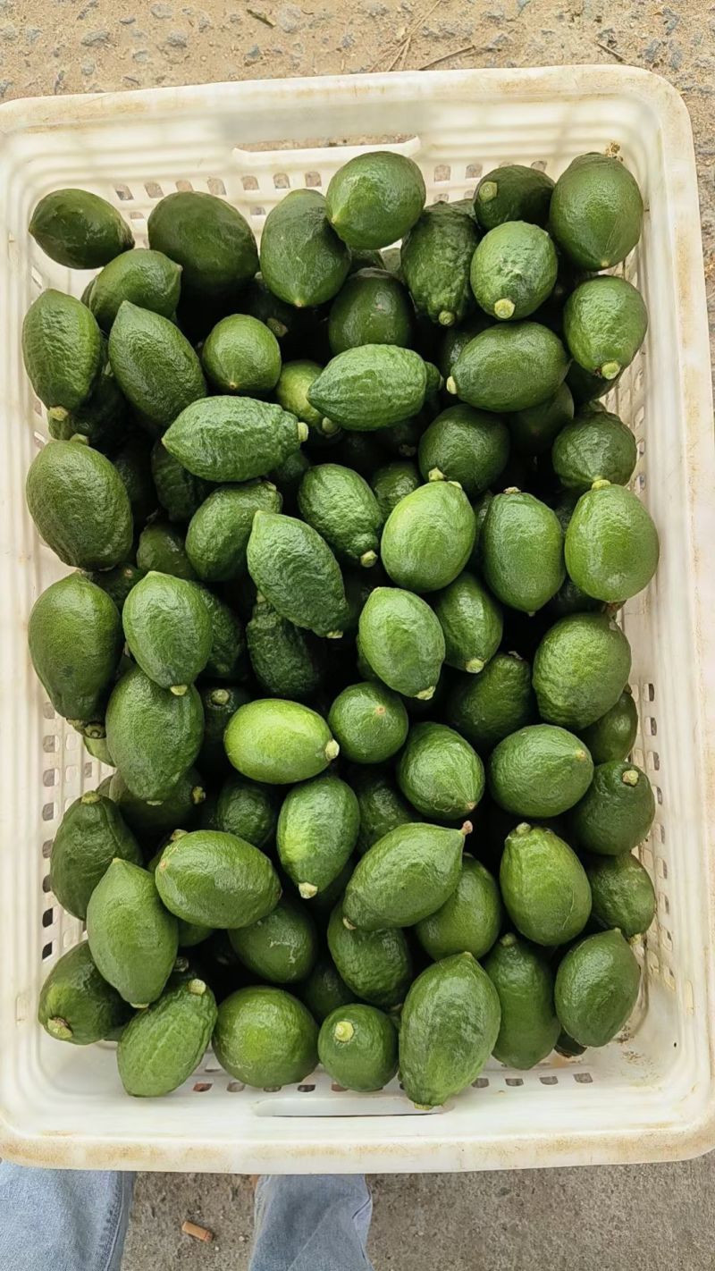 广东香水柠檬