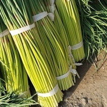 蒜薹大量上市，常年代收代存！
