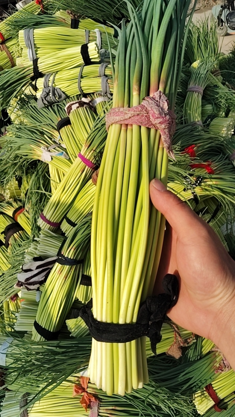 蒜薹大量上市，常年代收代存！