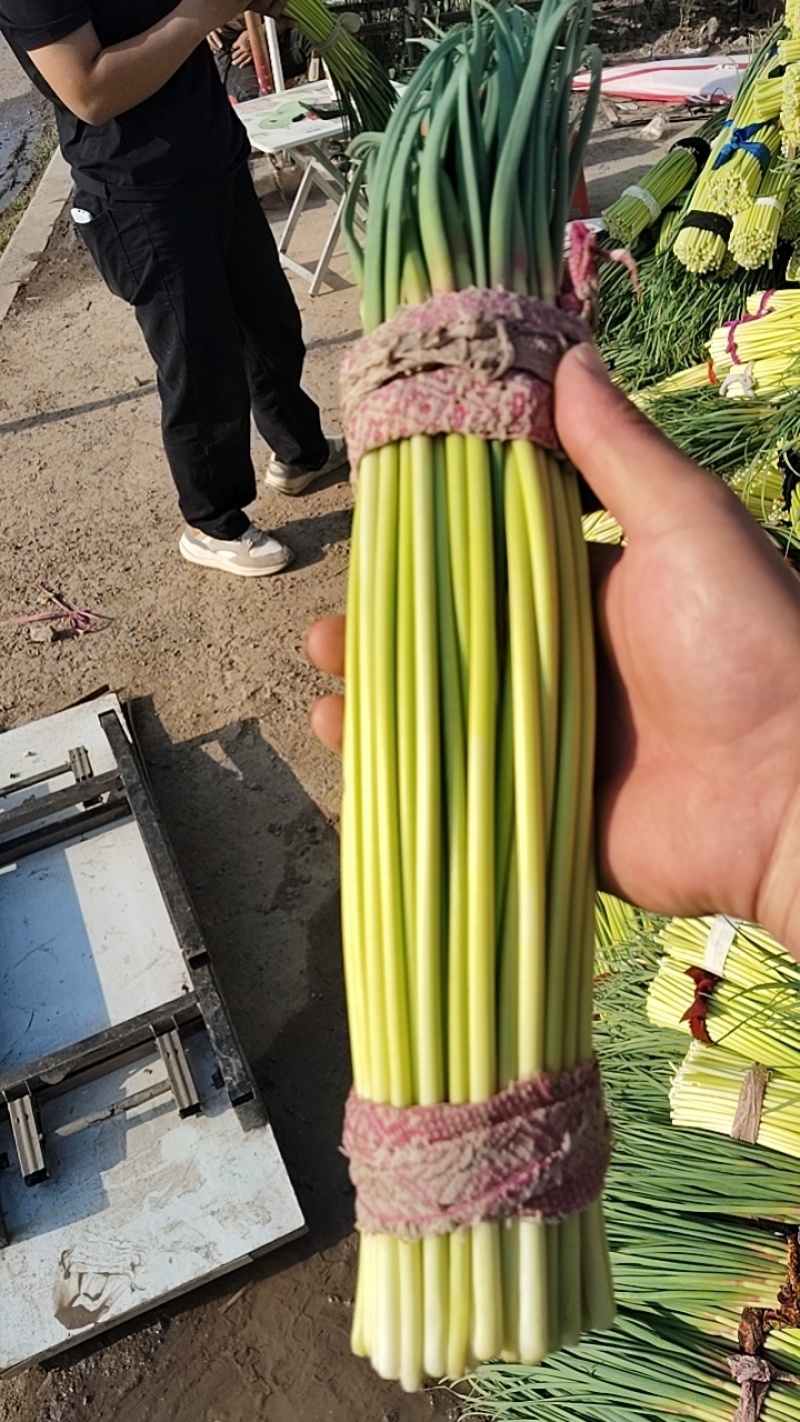 蒜薹大量上市，常年代收代存！