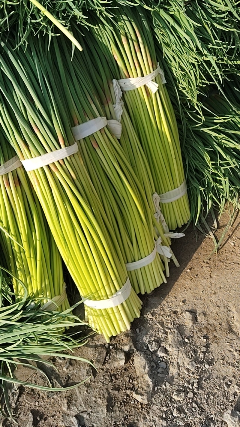 蒜薹大量上市，常年代收代存！