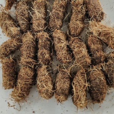 竹笋虫虫茧竹虫茧笋虫茧品质保证价格实惠欢迎联系