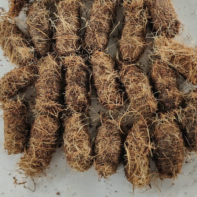 竹笋虫虫茧竹虫茧笋虫茧品质保证价格实惠欢迎联系