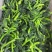 速冻二茌菜苔