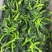 速冻二茌菜苔