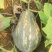 香芋南瓜