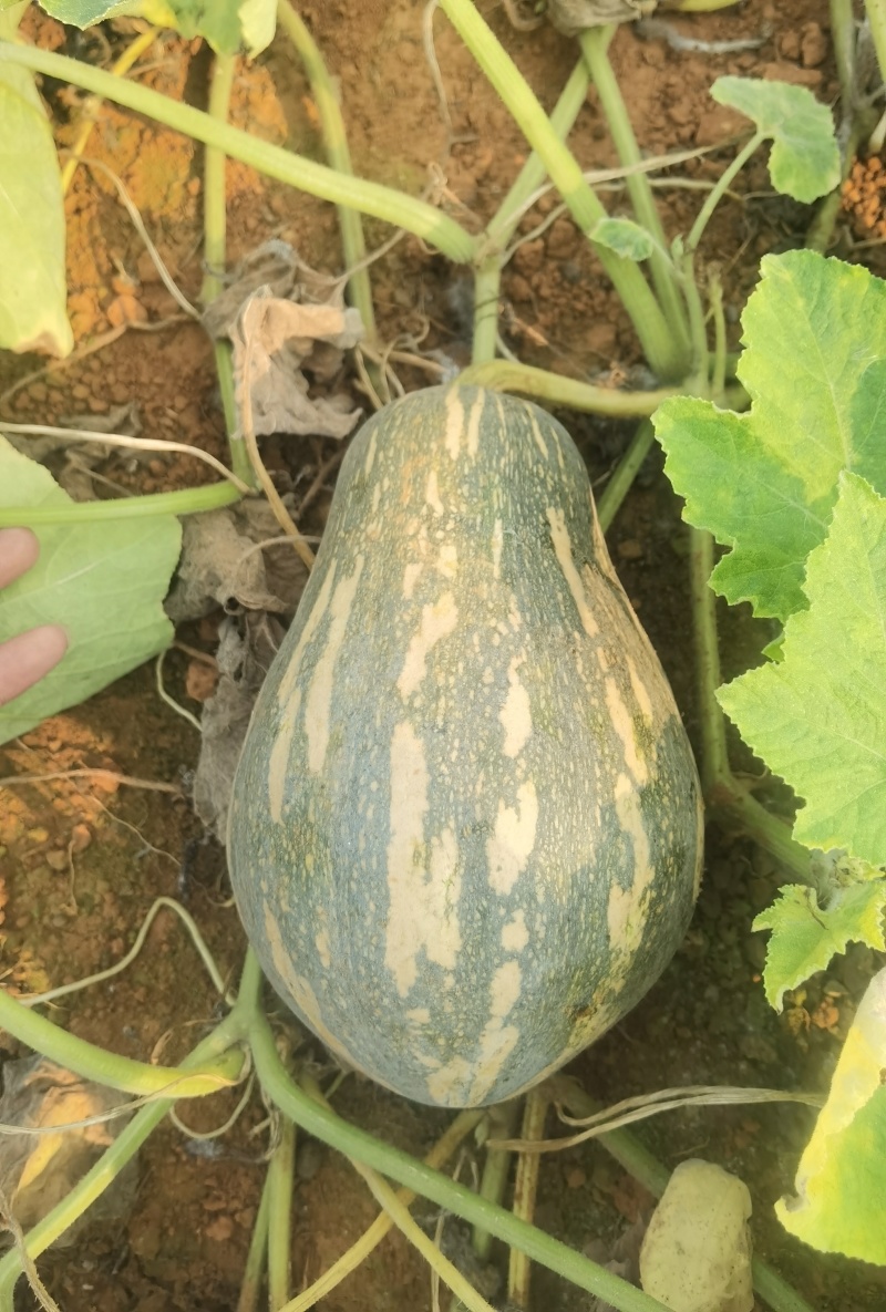 香芋南瓜