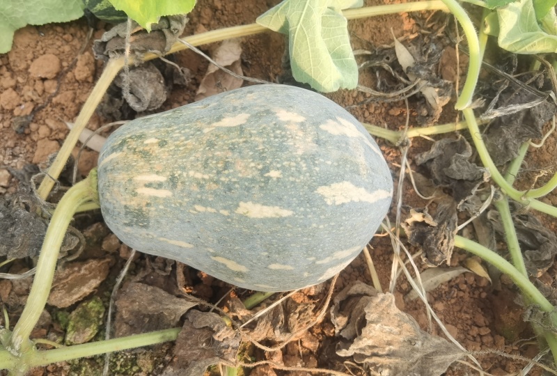 香芋南瓜