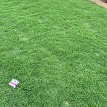 马尼拉草坪，常年供应，自产自销。基地直供