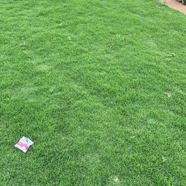 马尼拉草坪，常年供应，自产自销。基地直供