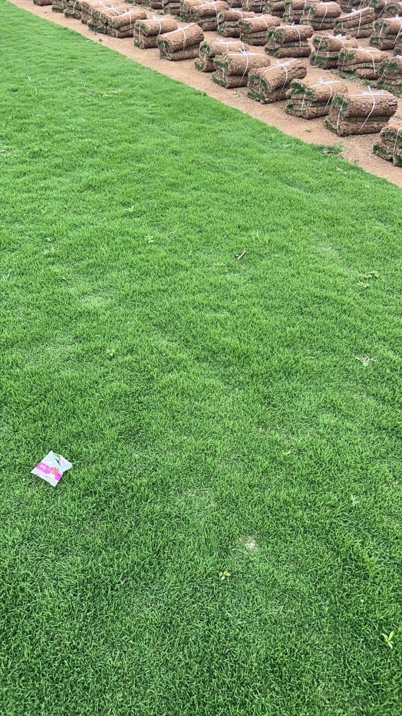 马尼拉草坪，常年供应，自产自销。基地直供
