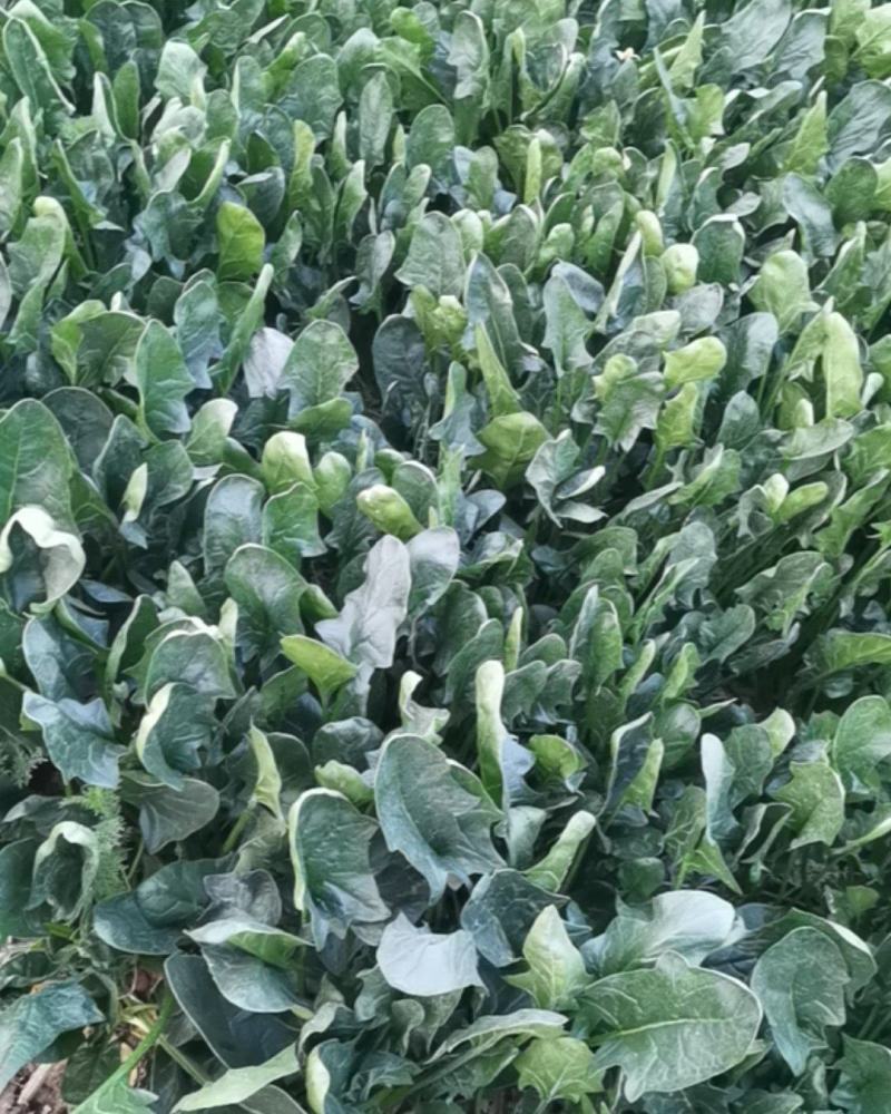 菠菜，30里米左右