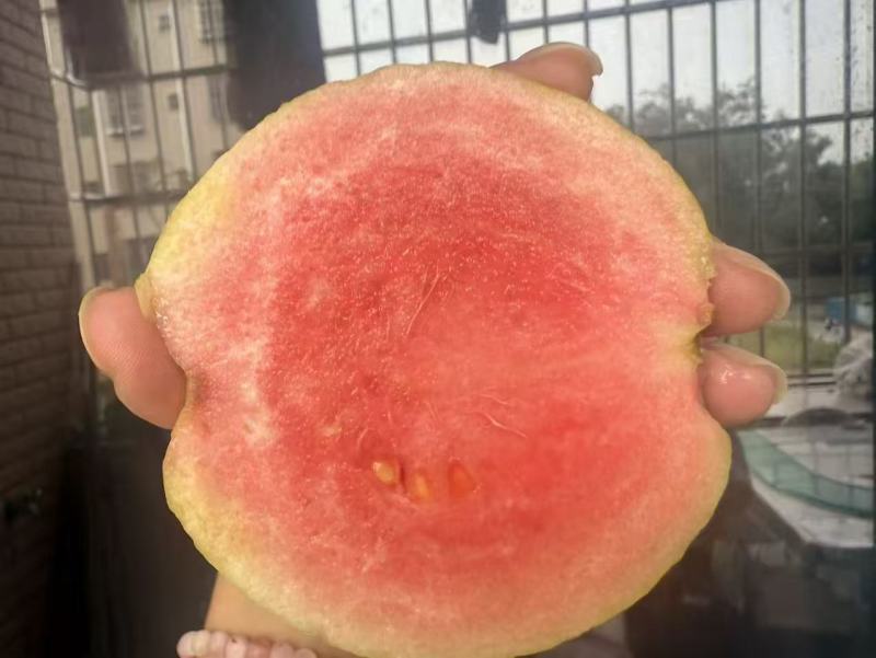 红宝石芭乐番石榴少籽系列