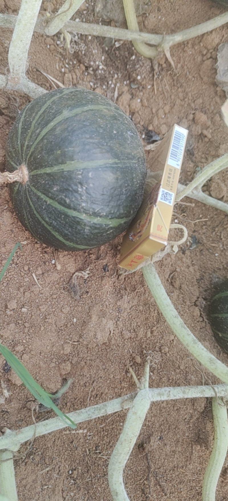 畅销贝贝南瓜