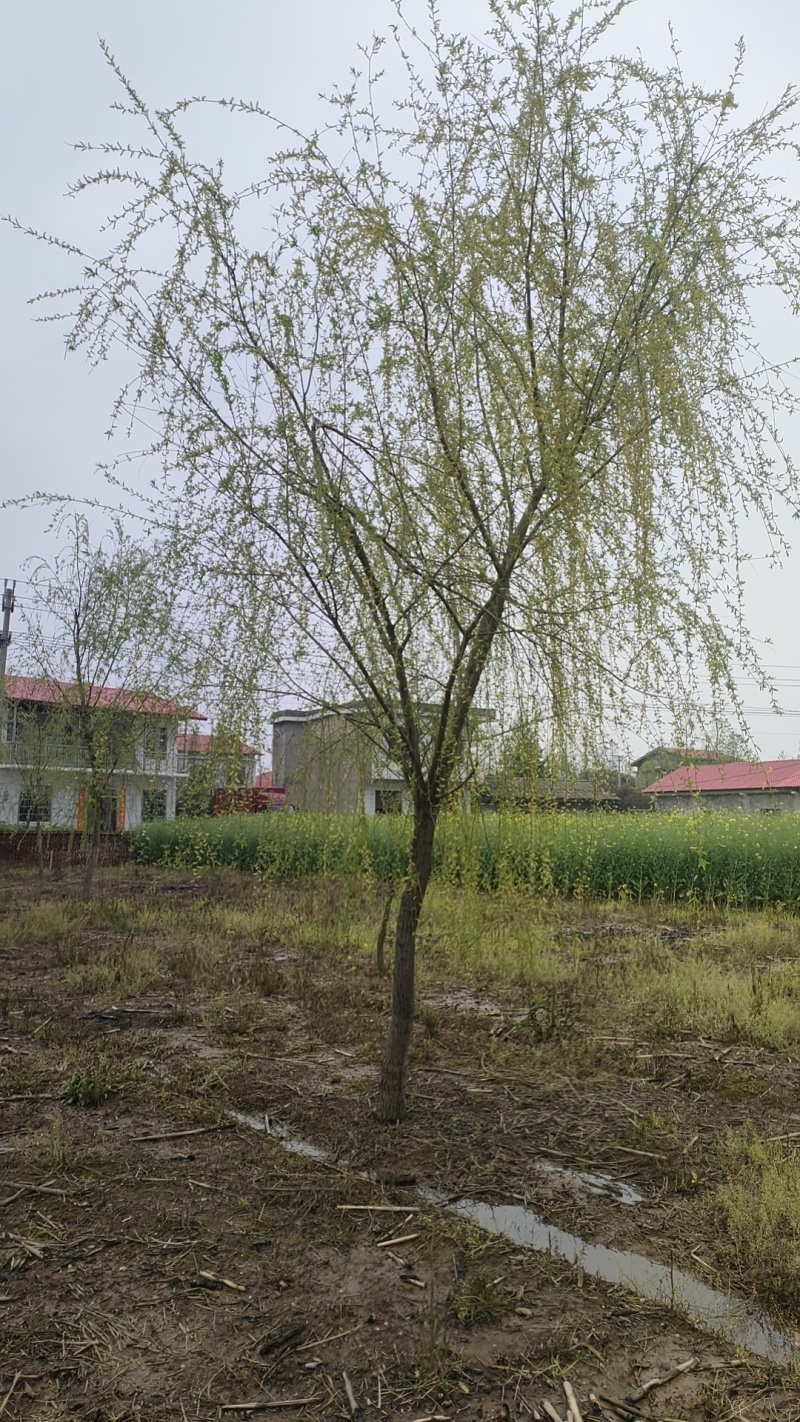 垂柳树，质量求生存，欢迎老板实地考察，量大价格更优惠。